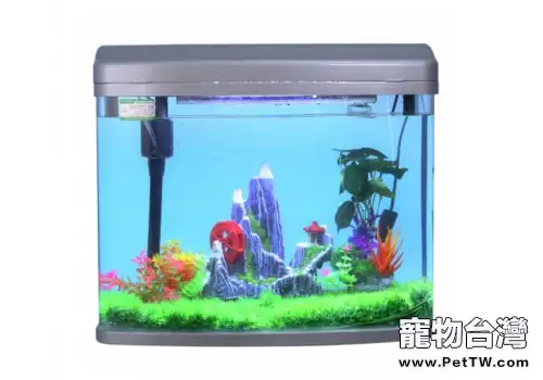 水族箱怎麼進行維護？