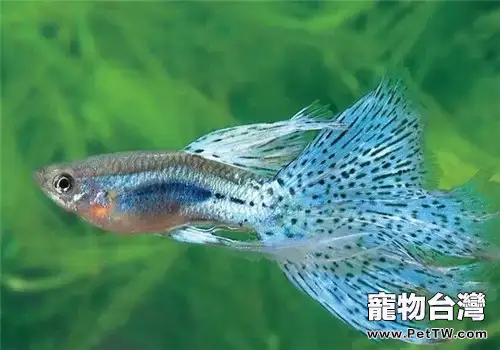 魚缸造景中珊瑚的清洗方法