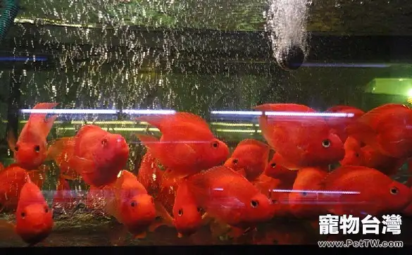 鸚鵡魚(血鸚鵡魚 財神魚)常見病的症狀及防治(1圖)-寵物台灣