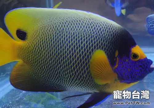 觀賞魚混養打架怎麼辦?(1圖)-寵物台灣