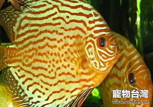 淡水神仙魚怎麼飼養？