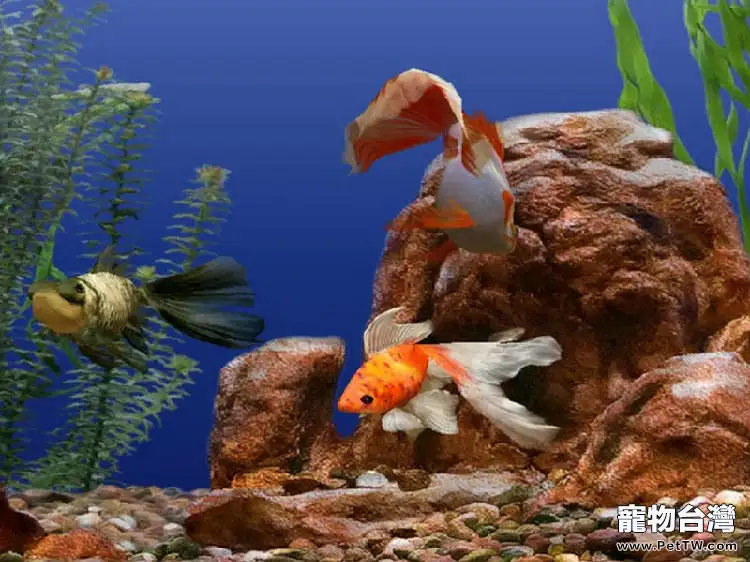 水族箱怎麼進行大掃除？