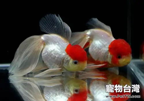 挑選魚飼料時要注意什麼