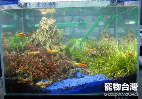 水族箱換水量怎麼控制？