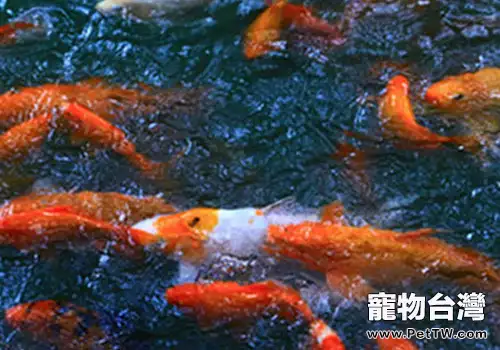 養魚不能懶散