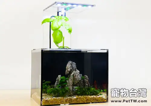 養魚新趨勢：高科技養魚？