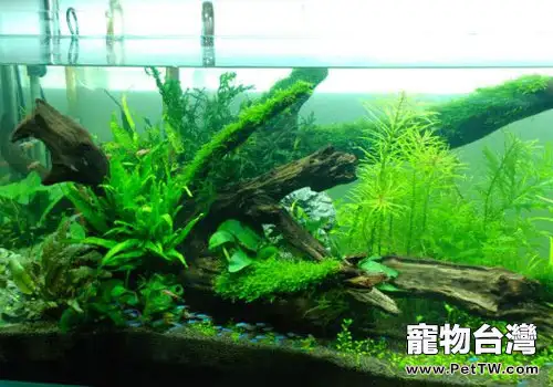 水族箱有必要裝備二氧化碳鋼瓶嗎？