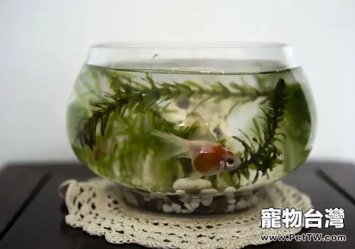 魚缸怎麼美化？