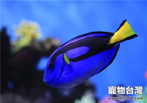 水族箱過濾器的常見安裝方法