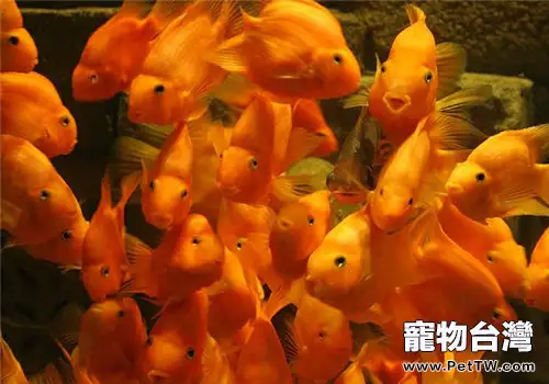 家庭魚缸應該如何養水(1圖)-寵物台灣