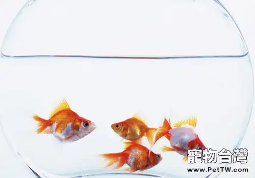 魚缸養魚要注意什麼