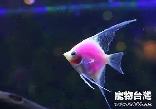 燕魚繁殖要注意什麼？