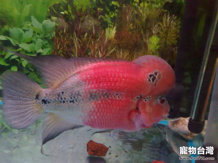 羅漢魚餵食的注意事項(1圖)-寵物台灣
