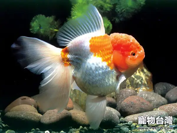 夏季金魚飼養的四個要點(1圖)-寵物台灣