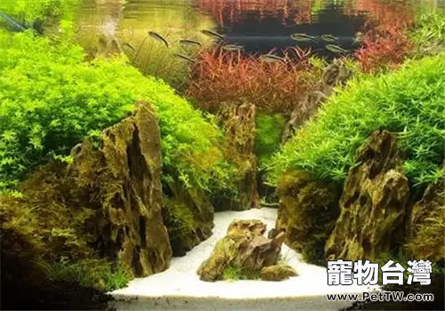 魚缸造景中常見的水草品種(1圖)-寵物台灣