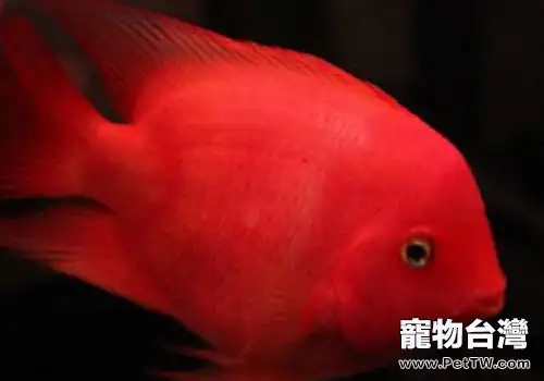 鸚鵡魚(血鸚鵡魚 財神魚)打架怎麼辦?(1圖)-寵物台灣
