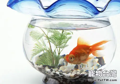 魚缸變綠的常見因素有哪些(1圖)-寵物台灣