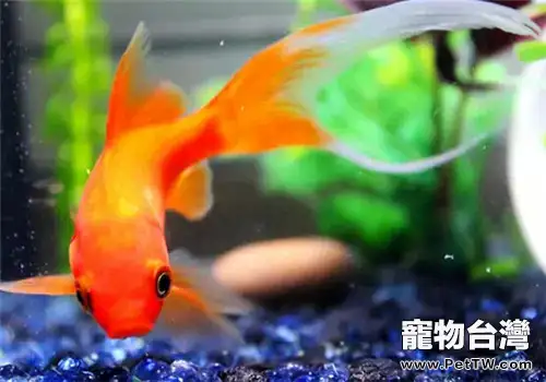 金魚魚缸常用的消毒方法介紹