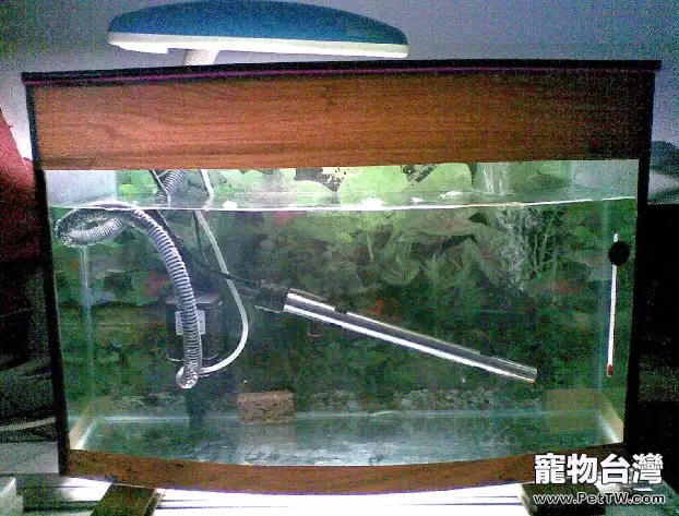 闖缸魚有什麼作用(1圖)-寵物台灣