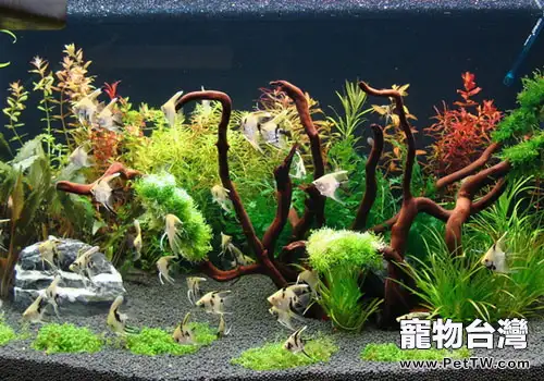 認識生態魚缸的標準(1圖)-寵物台灣