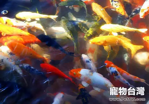 家庭魚缸養魚要注意顏色搭配