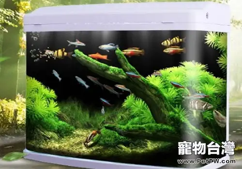 家庭魚缸的高度多少適合？