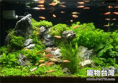 三種常見的魚缸造景介紹