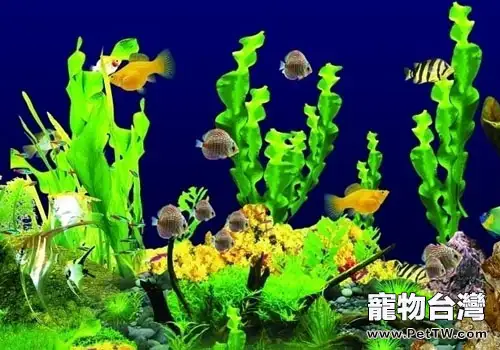 硝化菌對魚缸養魚的重要性