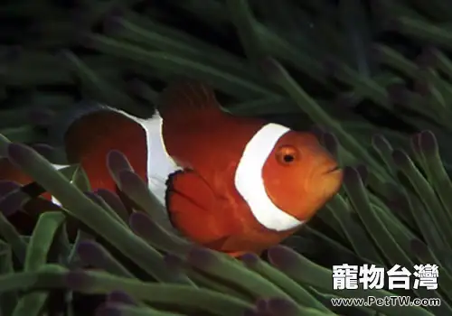 小丑魚飼養四大技巧(1圖)-寵物台灣