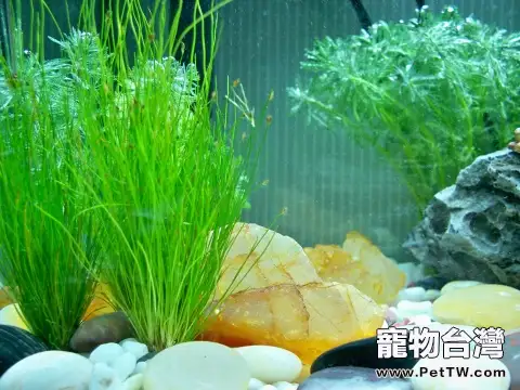 水族箱的三種佈景方法