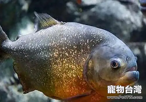水虎魚飼養要注意什麼?(1圖)-寵物台灣