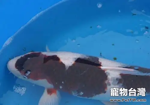 衣鯉魚鑒賞