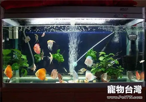 常見的觀賞魚魚缸分類