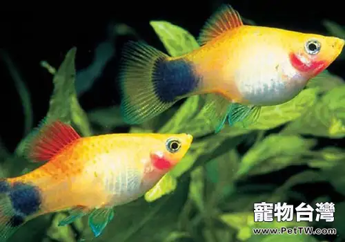 新手養魚的兩個誤區(1圖)-寵物台灣