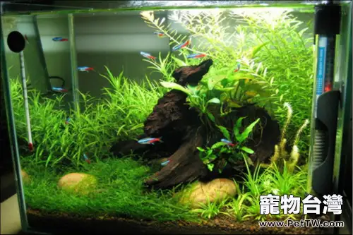 如何自製生態魚缸(1圖)-寵物台灣
