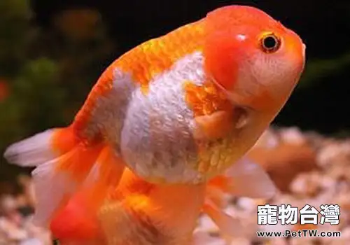 金魚魚缸怎麼投料