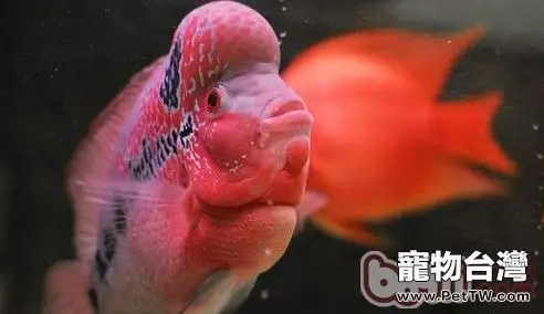 養羅漢魚如何佈置水族箱(1圖)-寵物台灣