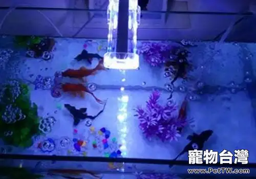 家庭魚缸的照明設備怎麼選？