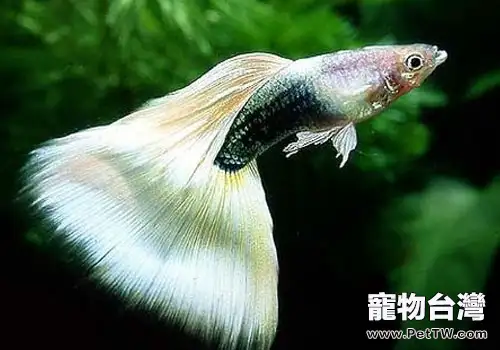 孔雀魚最適宜的水溫是多少？