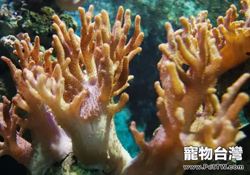 水族箱中的珊瑚是怎麼繁殖的？