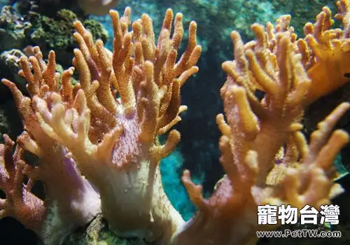 水族箱中的珊瑚是怎麼繁殖的?(1圖)-寵物台灣