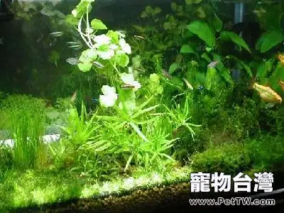 水族箱中如何正確的選擇水草