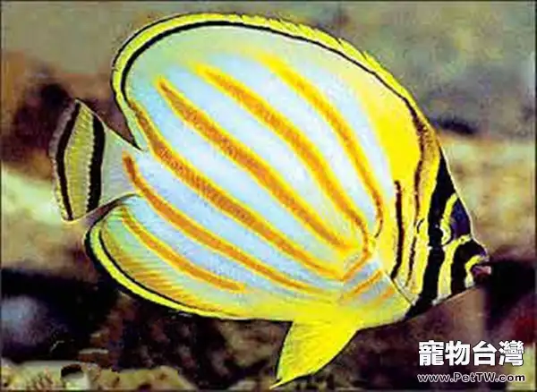 觀賞魚由生物和非生物引起的病因