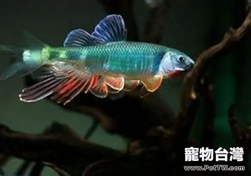 養魚水質差怎麼辦?(1圖)-寵物台灣