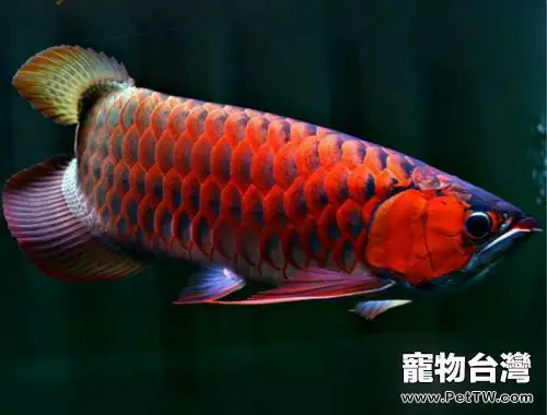 雙鬚骨舌魚(銀龍魚)飼養的注意點(1圖)-寵物台灣