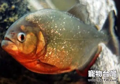 水虎魚的分屬有哪些？