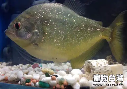 水虎魚的分屬有哪些？