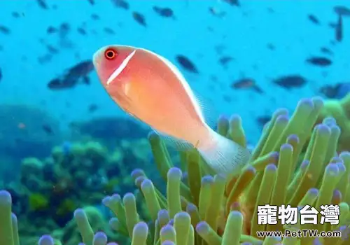 常見小丑魚種類介紹