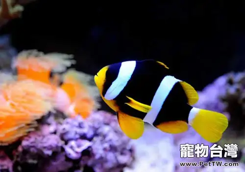 常見小丑魚種類介紹