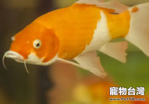 觀賞魚莫名死亡是什麼原因？